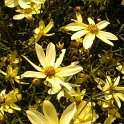 Coreopsis verticillata 'Moonbean'